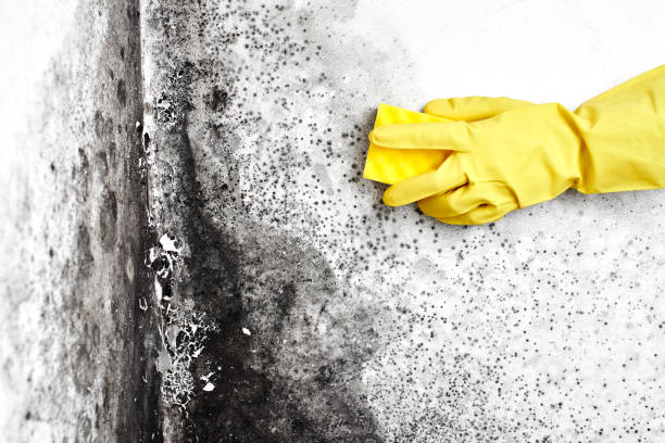 Best Commercial Mold Removal  in Center Moriches, NY