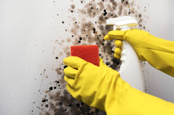 Best Fast Mold Removal  in Center Moriches, NY