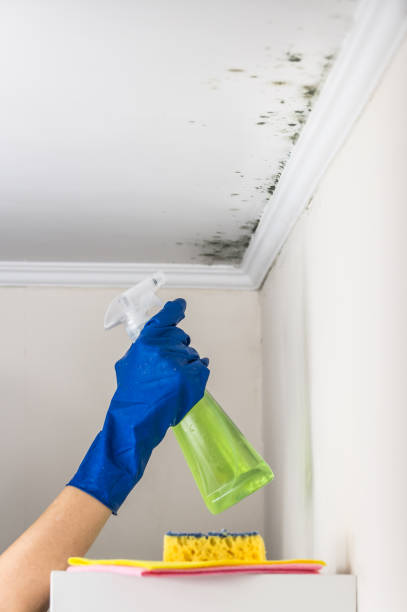 Best Mold Removal and Inspection  in Center Moriches, NY